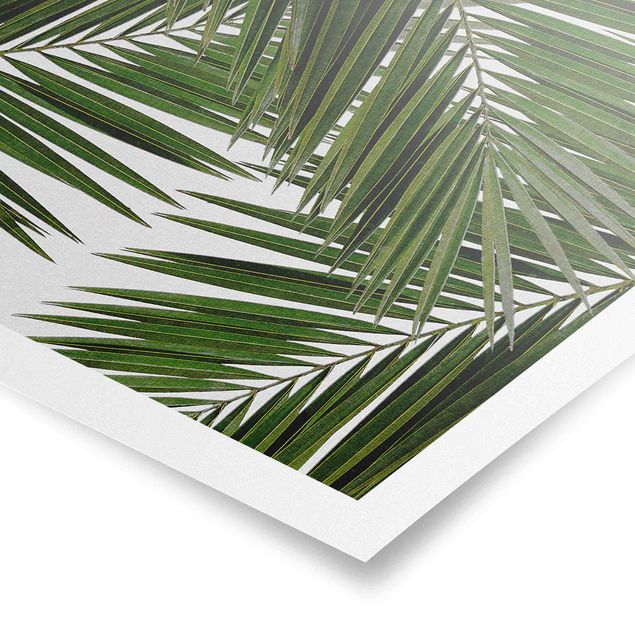 Quadri verdi Vista attraverso le foglie di palma verde