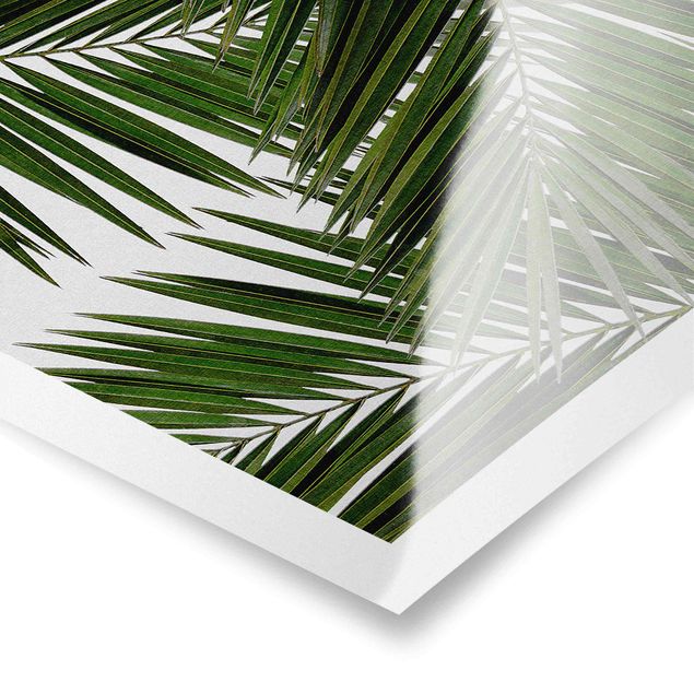 Quadri stampe Vista attraverso le foglie di palma verde