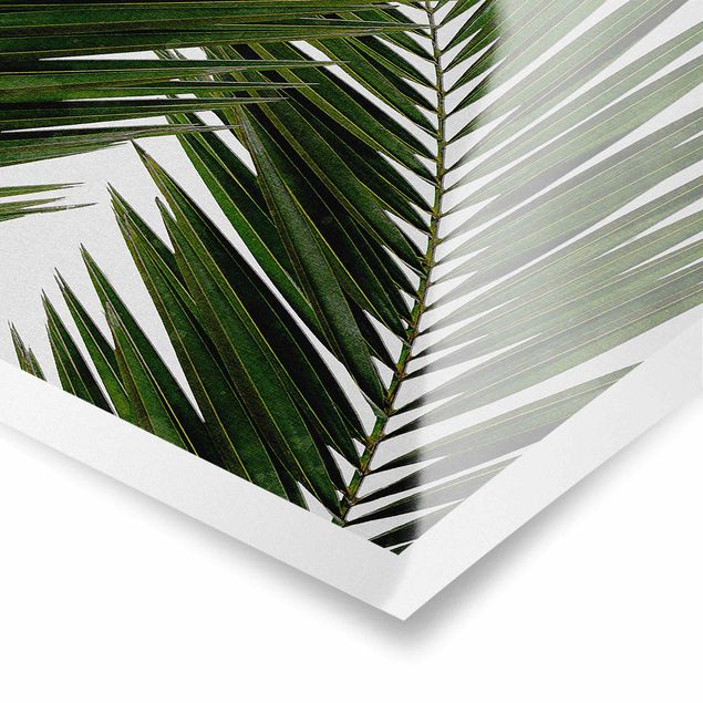 Quadri stampe Vista attraverso le foglie di palma verde