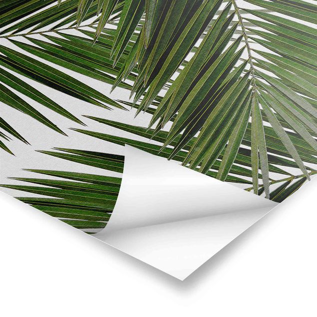 Stampe poster Vista attraverso le foglie di palma verde