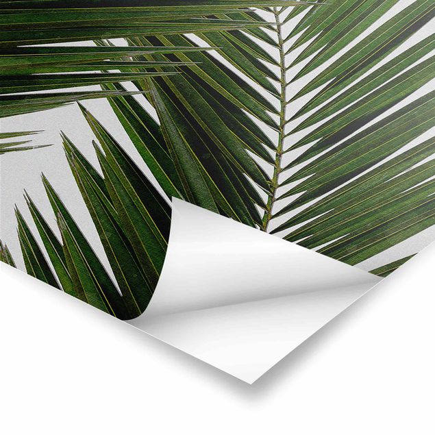 Stampe poster Vista attraverso le foglie di palma verde