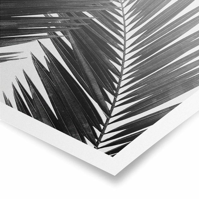 Poster in bianco e nero Vista sulle foglie di palma in bianco e nero