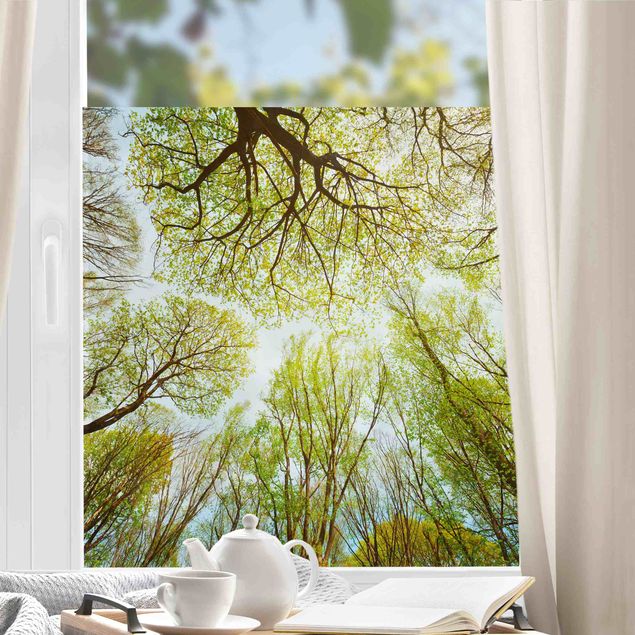 Pellicola adesiva per vetri Vista sulle cime degli alberi