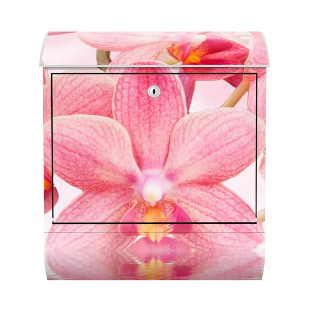 Cassette della posta rosa Orchidea rosa chiaro sull'acqua