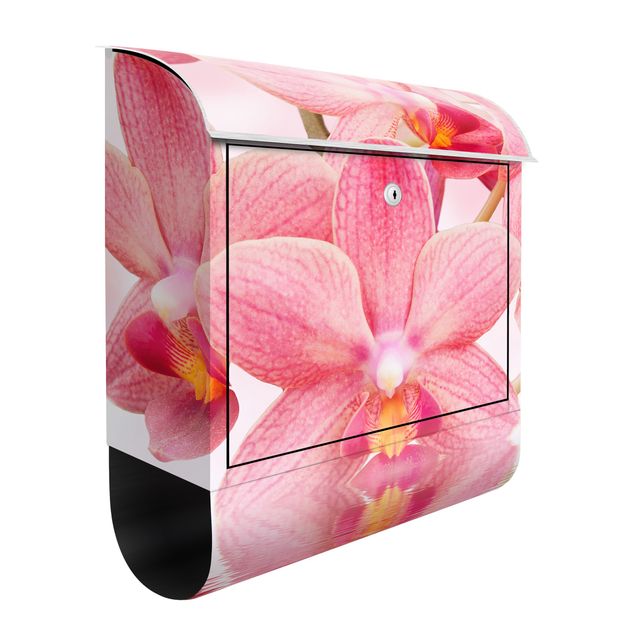 Cassette della posta con fiori Orchidea rosa chiaro sull'acqua