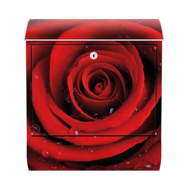 Cassetta postale rossa Rosa rossa con gocce d'acqua