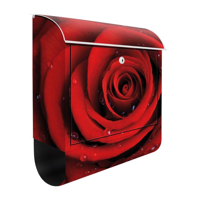 Cassette della posta con fiori Rosa rossa con gocce d'acqua