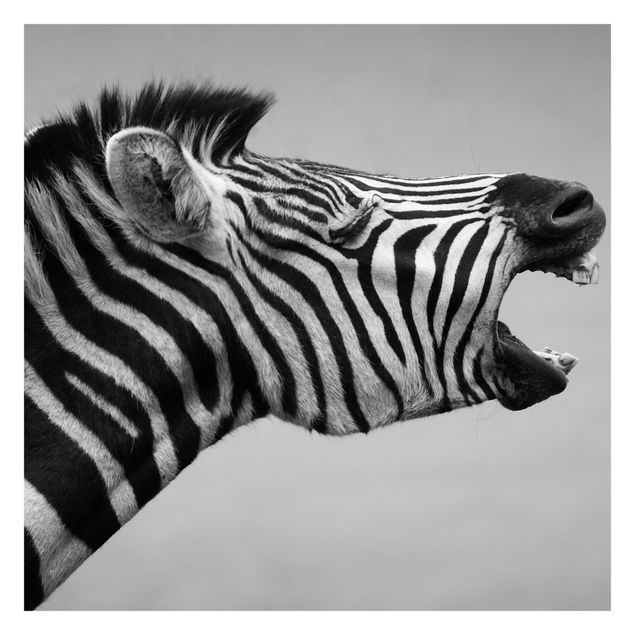 Carta da parati animali Zebra ruggente ll
