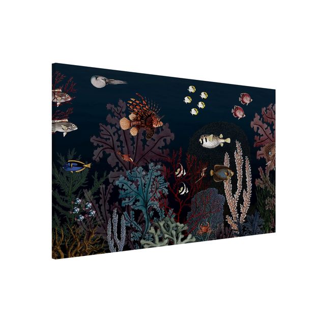 Quadri pesci Colorata barriera corallina di notte