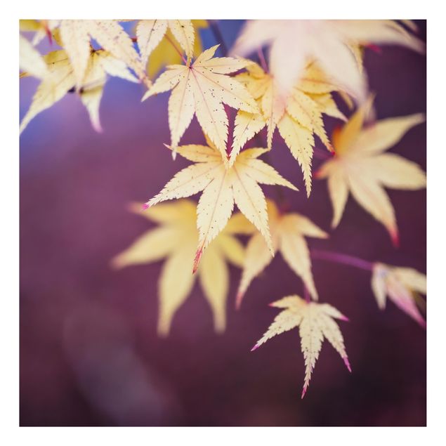 Quadri di fiori Acero d'autunno