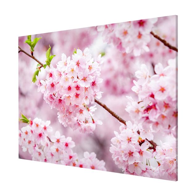 Lavagne magnetiche con fiori Fioriture di ciliegio giapponesi