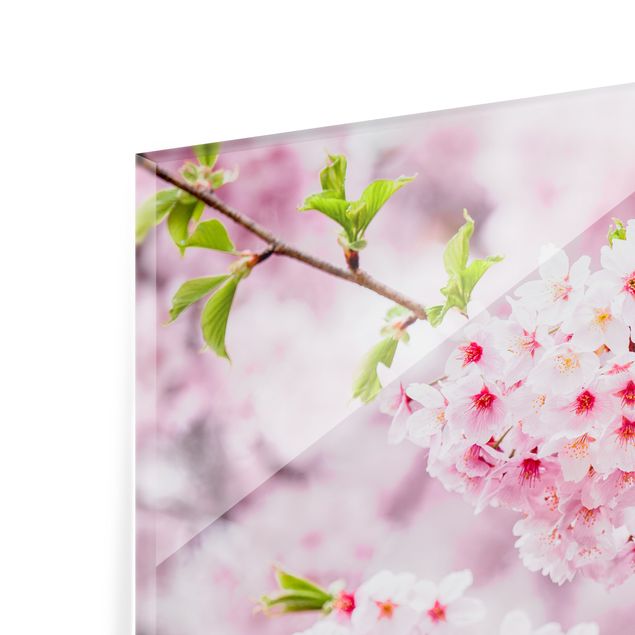 Paraschizzi in vetro - Fioriture di ciliegio giapponesi - Formato orizzontale 3:2