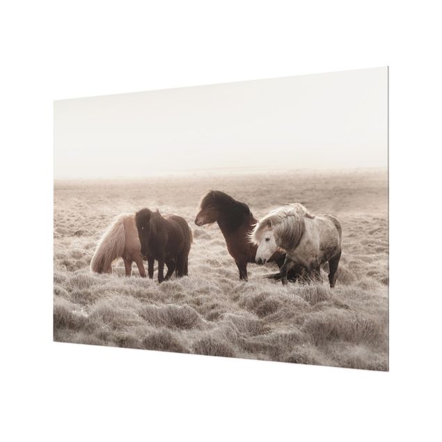 Paraschizzi in vetro - Cavallo selvaggio d'Islanda - Formato orizzontale 4:3