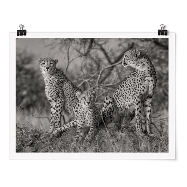 Poster bianco nero Tre ghepardi
