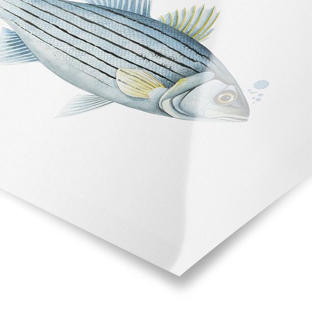 Stampe poster Pesca a colori - Persico bianco