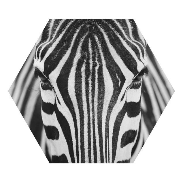 Quadro disegni Sguardo da zebra