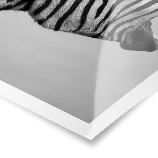 Poster in bianco e nero Zebra ruggente ll