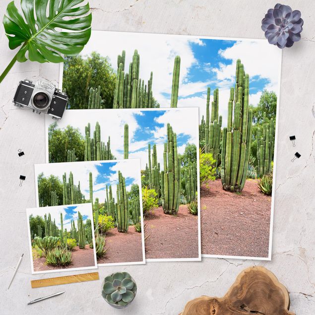 Poster da parete  Paesaggio di cactus