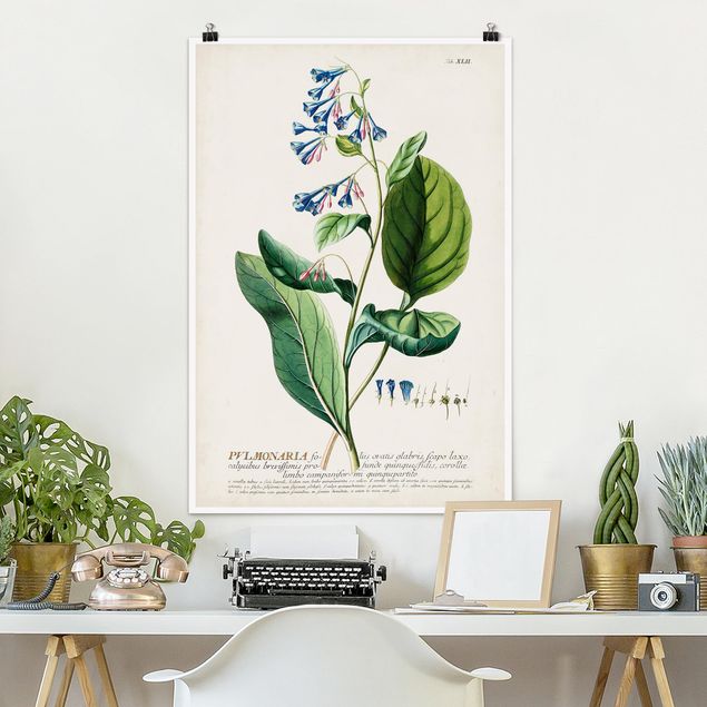 Poster retro Illustrazione botanica vintage Pulmonaria