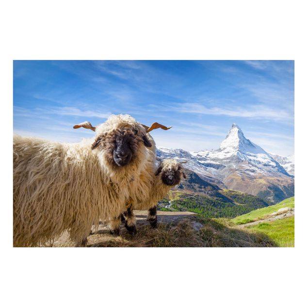 Quadri montagne Pecore dal naso nero di Zermatt
