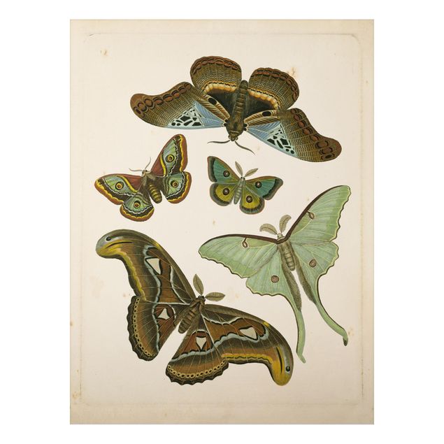 Quadro vintage Illustrazione vintage Farfalle esotiche II