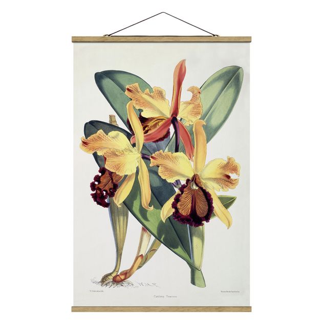 Quadri con fiori Walter Hood Fitch - Orchidea