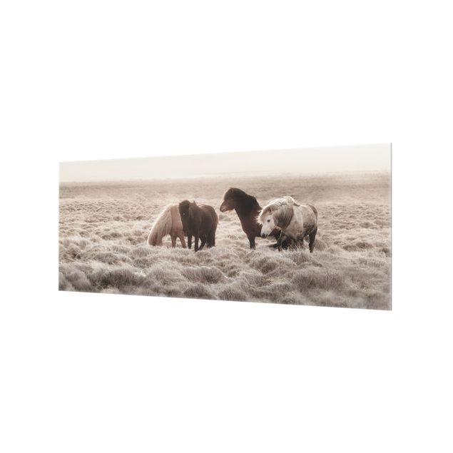 Paraschizzi in vetro - Cavallo selvaggio d'Islanda - Panorama 5:2