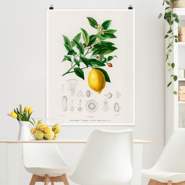 Poster vintage Illustrazione botanica vintage di limone