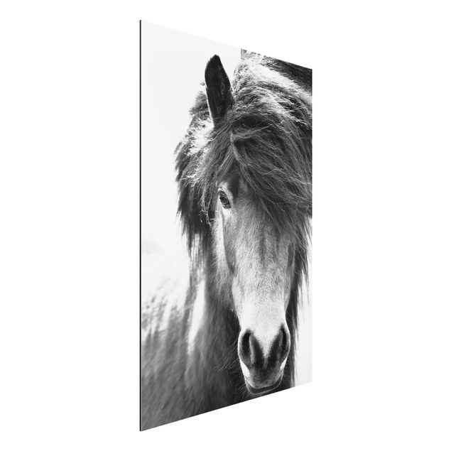 Quadro cavallo Cavallo islandese in bianco e nero