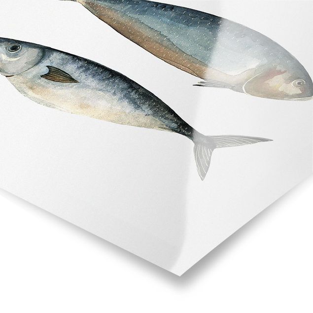 Stampe Quattro pesci nell'acquerello II