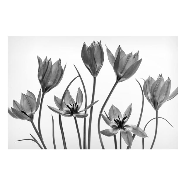 Quadri moderni per arredamento Sette fioriture di tulipani in bianco e nero