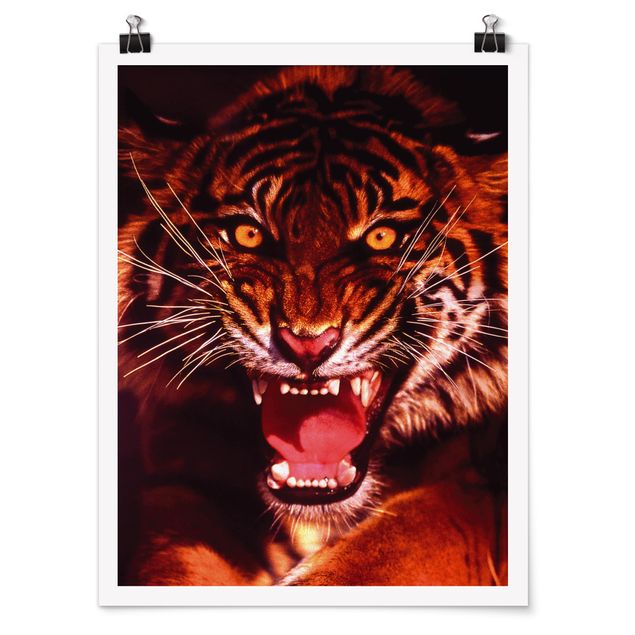 Poster con animali Tigre selvaggia