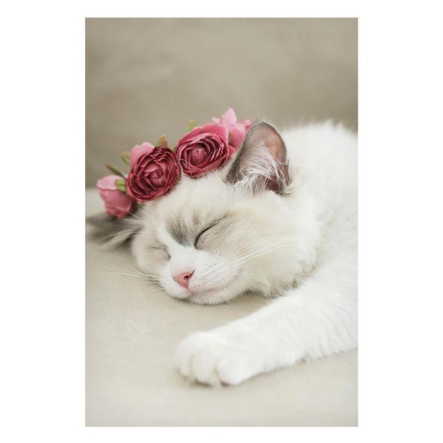 Quadi gatti Gatto addormentato con rose
