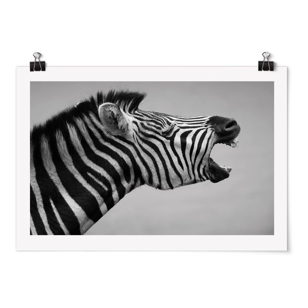 Quadri in bianco e nero Zebra ruggente ll