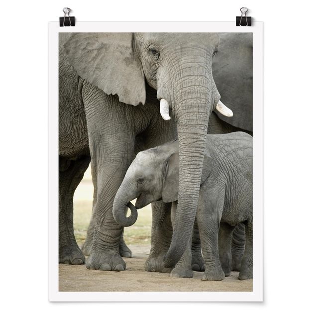 Quadri con animali Elefante e amore