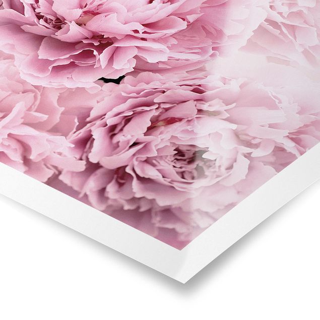 Stampe poster Peonie rosa