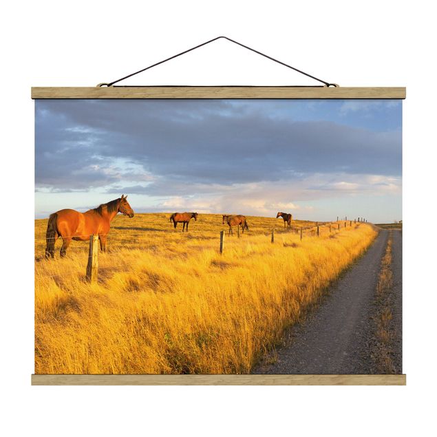 Quadri natura Strada di campo e cavallo nel sole della sera