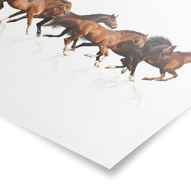 Poster animali Branco di cavalli