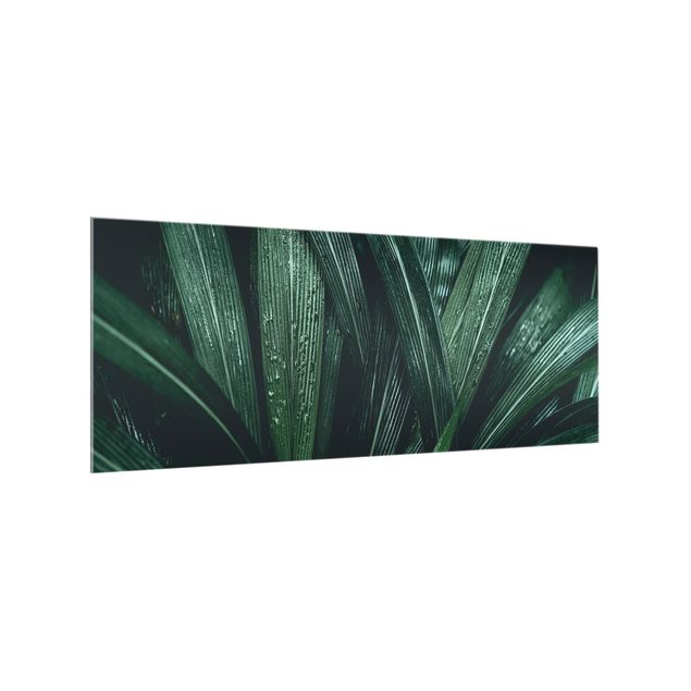 Paraschizzi cucina vetro Foglie di palma verde