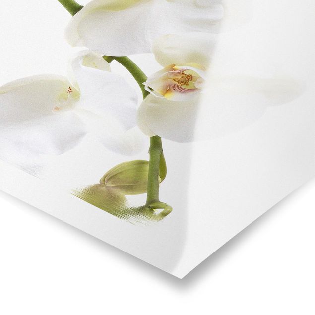 Quadri stampe Acque di orchidea bianca