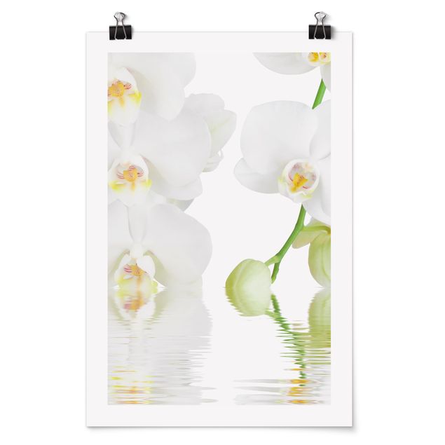 Quadri floreali Orchidea Spa - Orchidea bianca