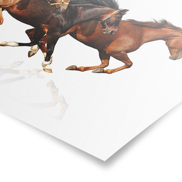 Poster animali Branco di cavalli