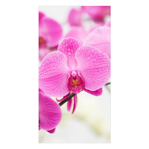 Rivestimento per doccia - Primo piano orchidea
