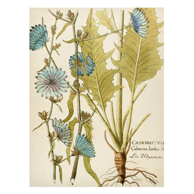 Quadri con fiori Botanica vintage in cicoria blu