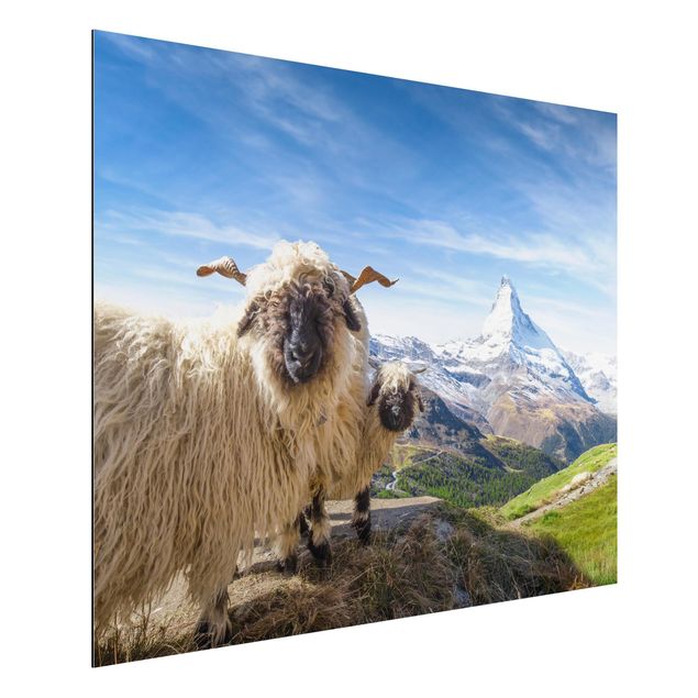 Quadro paesaggio Pecore dal naso nero di Zermatt