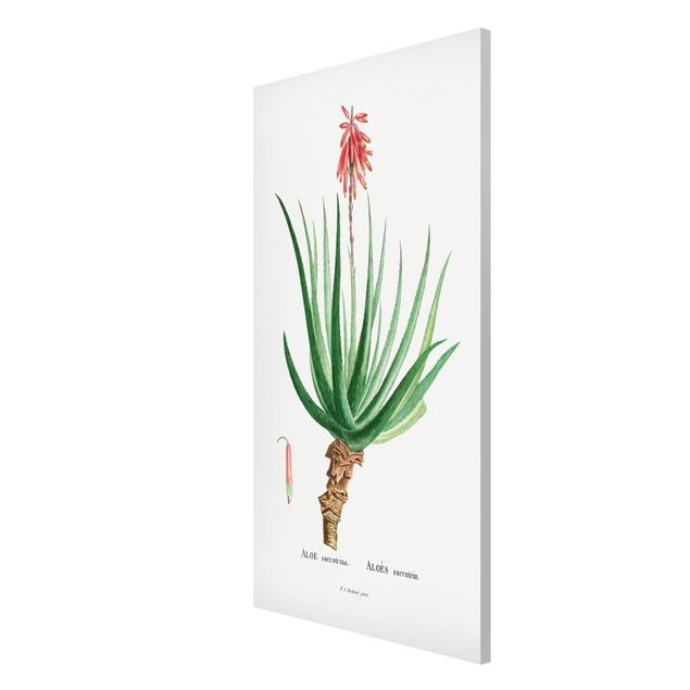 Quadri stile vintage Illustrazione botanica vintage Aloe rosa in fiore