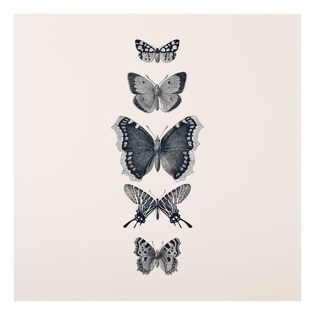 Paraschizzi cucina Farfalle d'inchiostro su sfondo beige