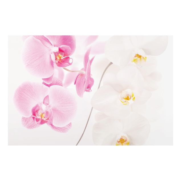 Paraschizzi in vetro - Delicate Orchids