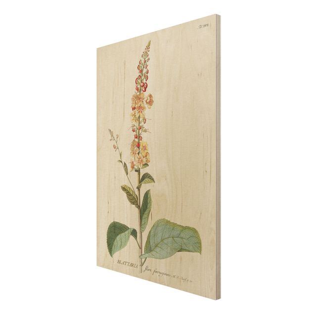 Stampe Illustrazione botanica vintage Mullein