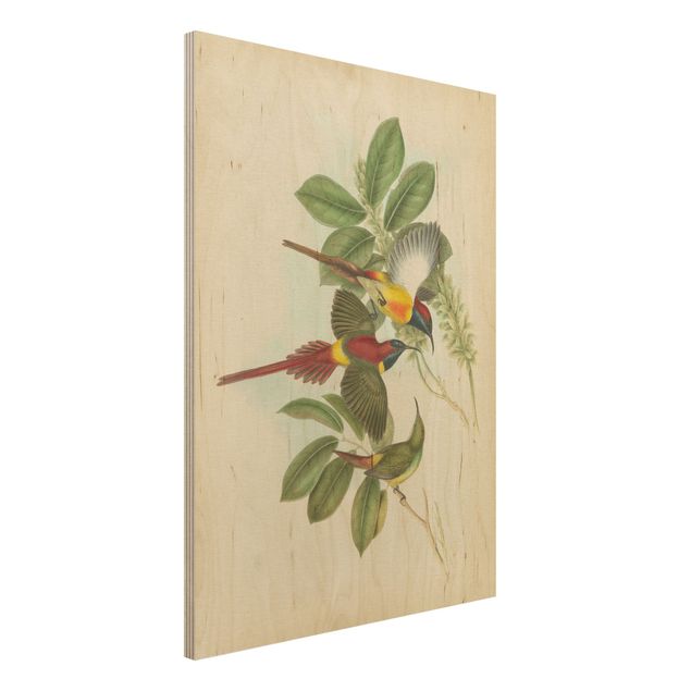 Quadri in legno vintage Illustrazione vintage Uccelli tropicali III